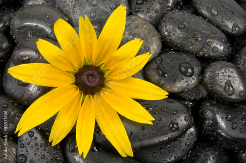 wet zen stones and bright yellow flower.