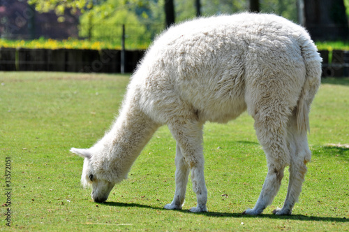 weißes Lama
