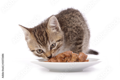 chaton de 7 semaines mangeant fond blanc photo
