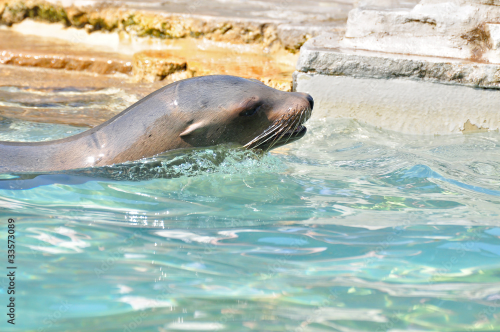 Obraz premium Seelöwe im Wasser