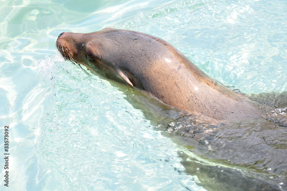 Obraz premium Seelöwe im Wasser
