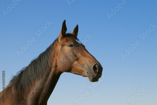 Portrait of brown horse against blue sky
