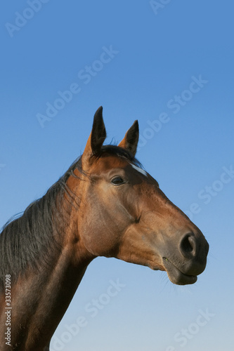 Portrait of brown horse against blue sky