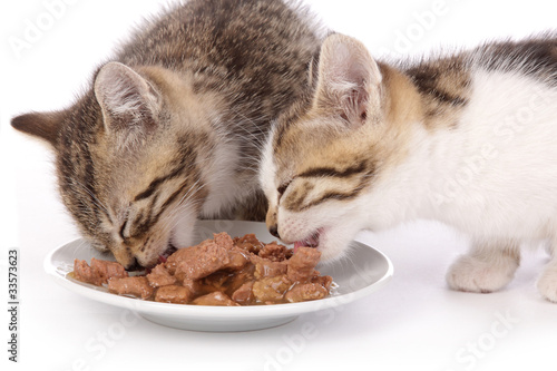 chatons de 7 semaines mangeant photo