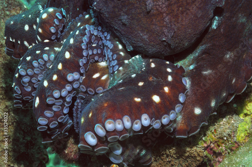 Octopus tentacles photo