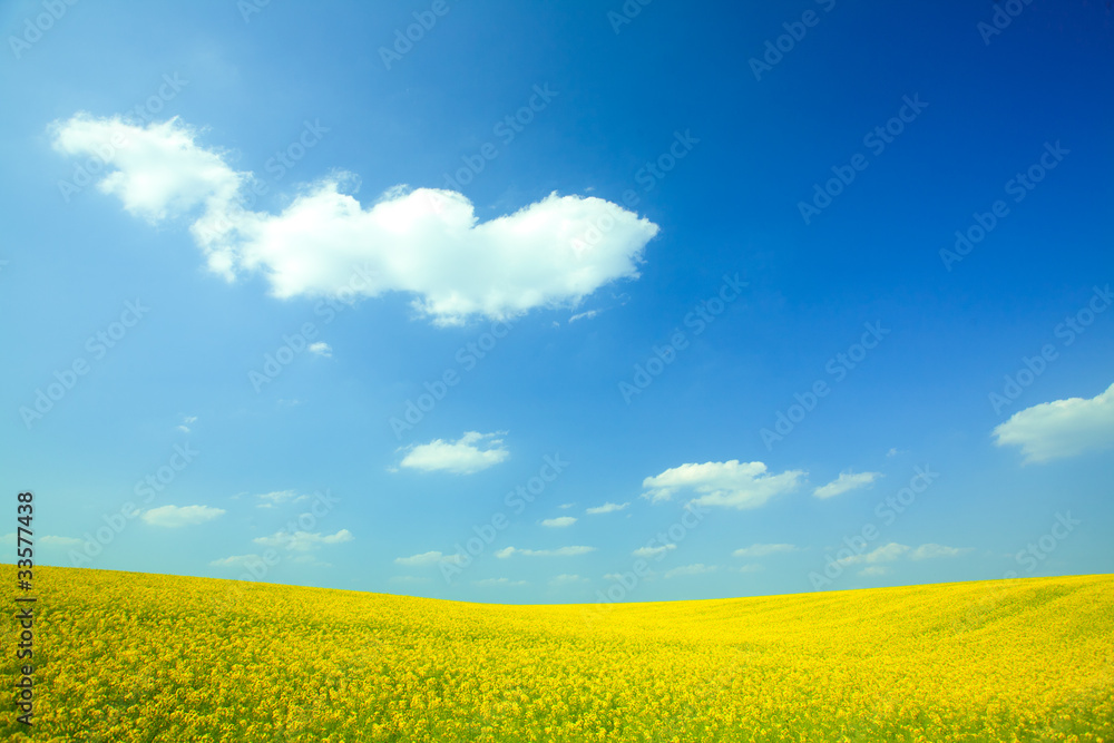 Yellow field rapeseed in bloom with blue sky and white clouds Yellow field rapeseed in bloom with blue sky and white clouds