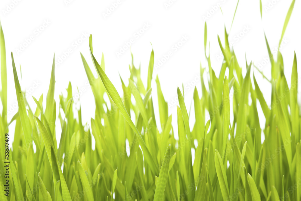 Grass with water drops in morning Grass with water drops in morning
