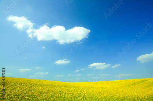 Yellow field rapeseed in bloom with blue sky and white clouds