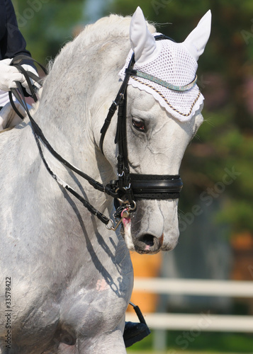 Dressage: portrait of gray horse