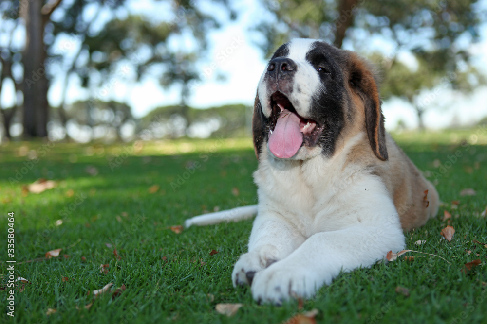 Puppy Dog Outdoors in the Grass