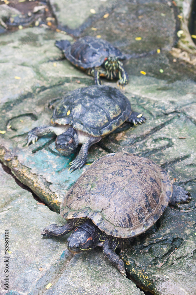 Fototapeta premium red ear turtle