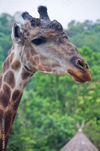 Giraffe © Satit _Srihin