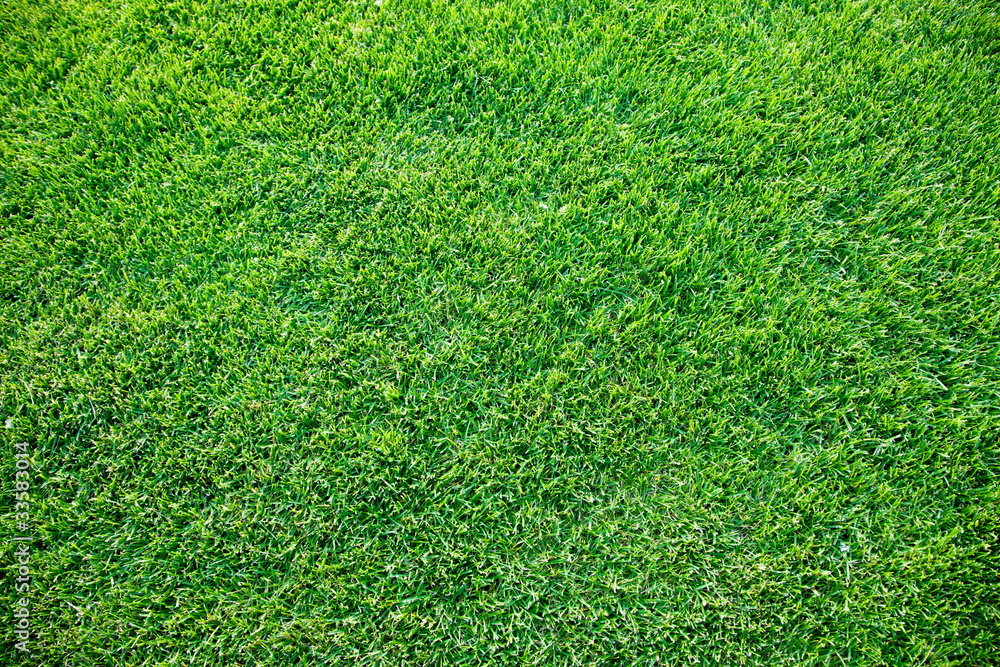 Obraz premium fresh spring geen grass