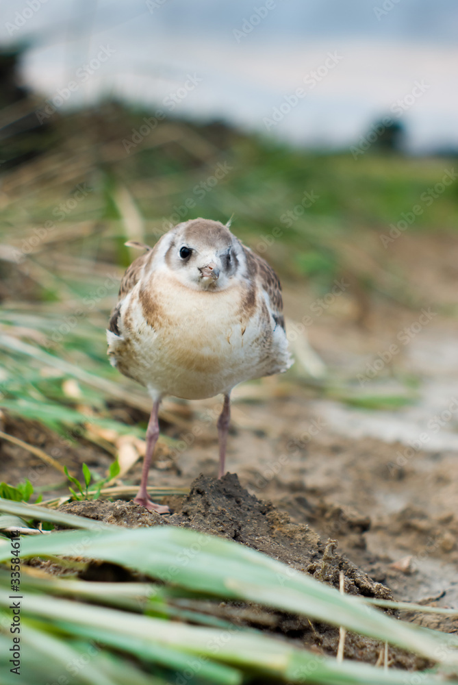 Fototapeta premium bird