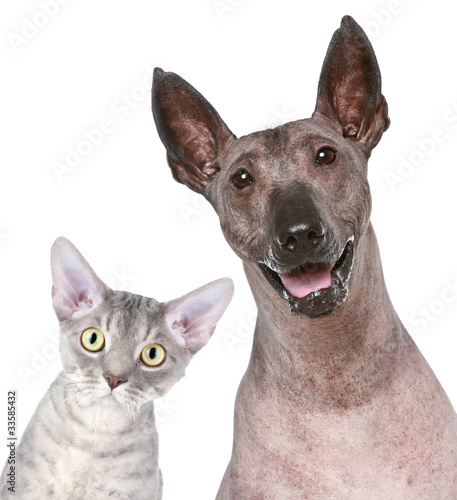 Cat and Dog