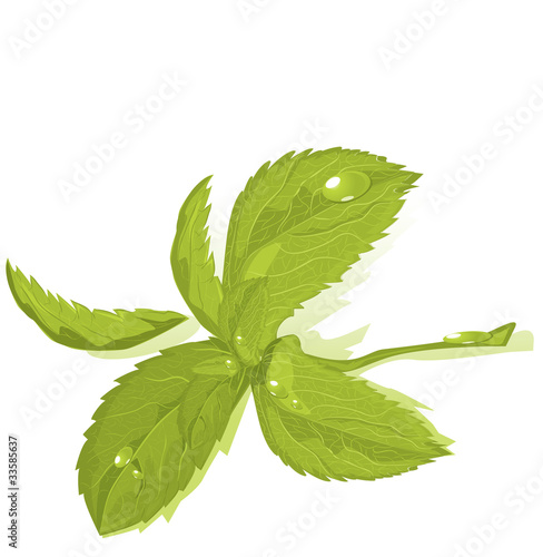 Fresh green mint leaves