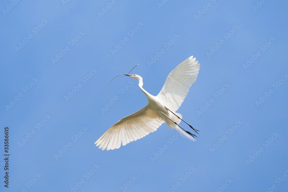 White heron