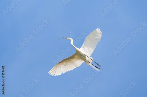 White heron © wusuowei