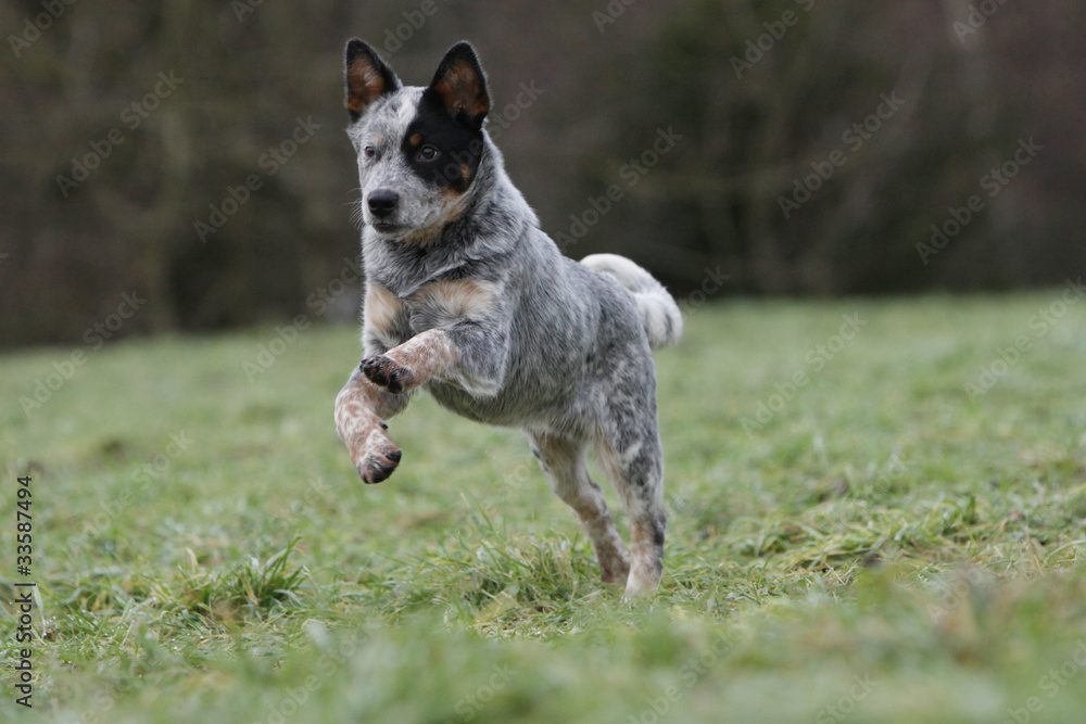 australian cattle dog jumping and running australian cattle dog jumping and running