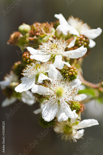 Flowers and unripe fruits on brambleberry photo