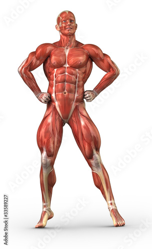 Man muscular system anterior view in body-builder pose