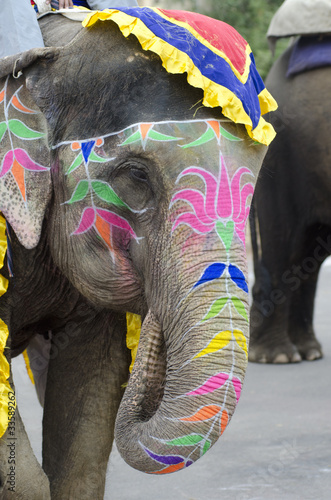 Colorful hand painted elephant , Holi festival , Jaipur, Rajasthan, India 