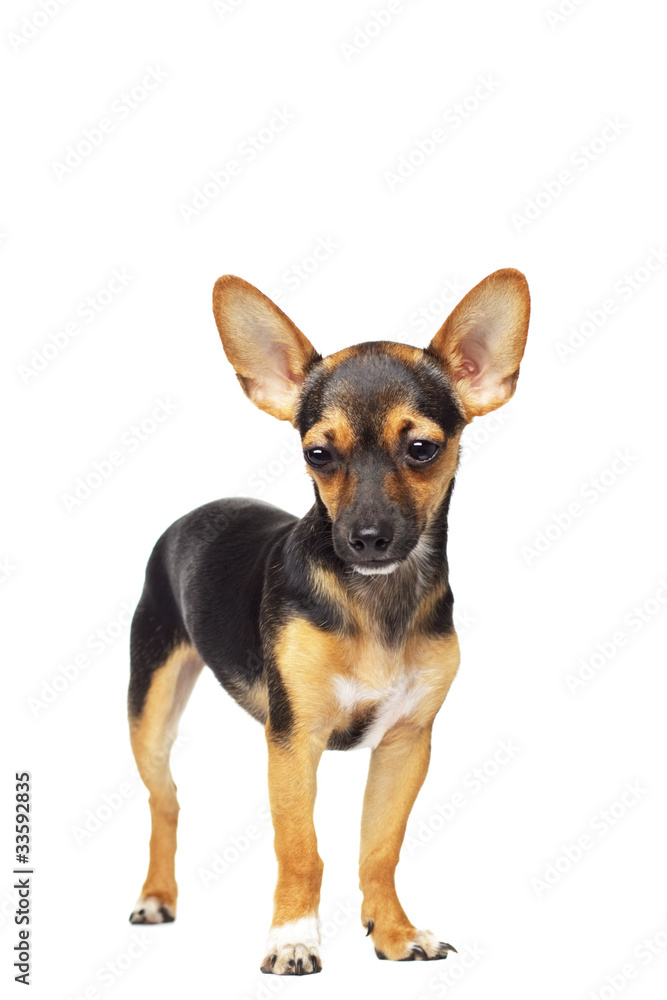 Miniature Pinscher