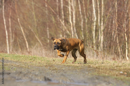 fugue du cane corso dans les bois © Dogs