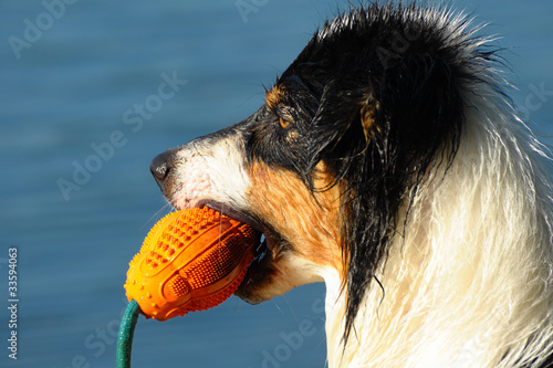 Australian Shepherds mit Spielzeug