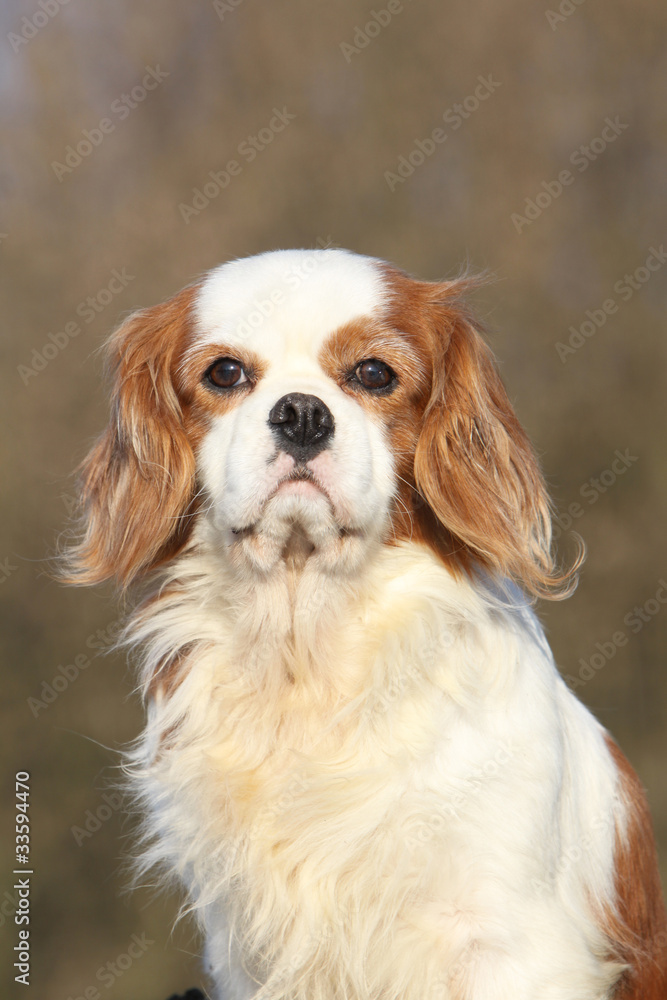 chien de face en extérieur