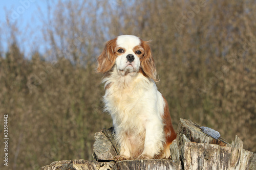 cavalier king Charles assis sur un tronc d'arbre © Dogs