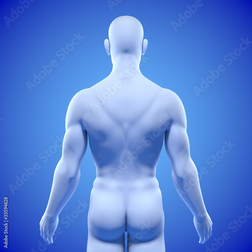 Männlicher Oberkörper – Rücken