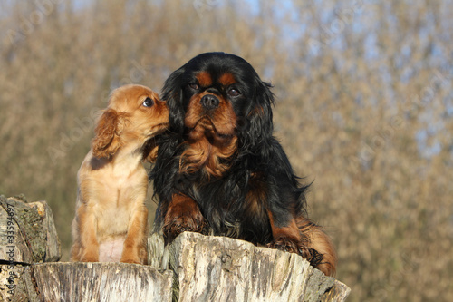 baiser du chiot à sa maman - cavalier king Charles spaniel photo