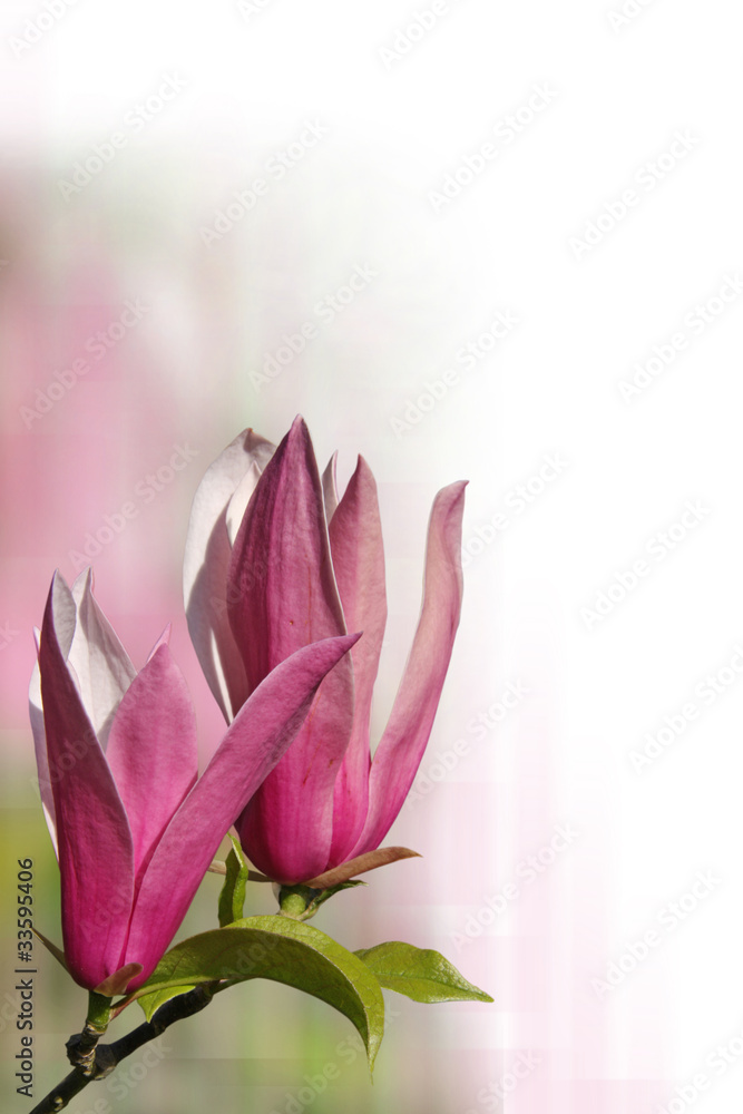 fond zen magnolia