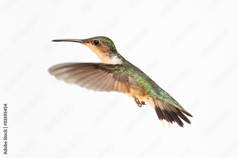 Isolated Ruby-throated Hummingbird Isolated Ruby-throated Hummingbird