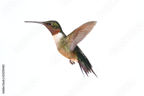 Isolated Ruby-throated Hummingbird