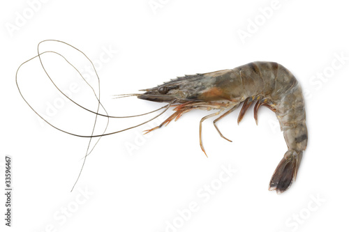 Whole single fresh black tiger shrimp
