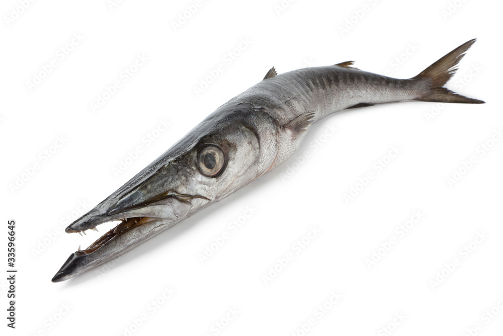 Whole single fresh Barracuda fish Whole single fresh Barracuda fish