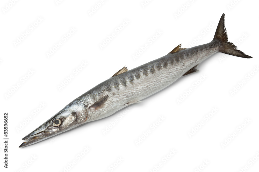 Whole single fresh Barracuda fish Whole single fresh Barracuda fish