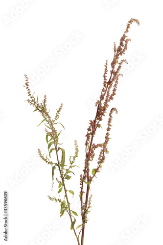 Flowering sorrel plant