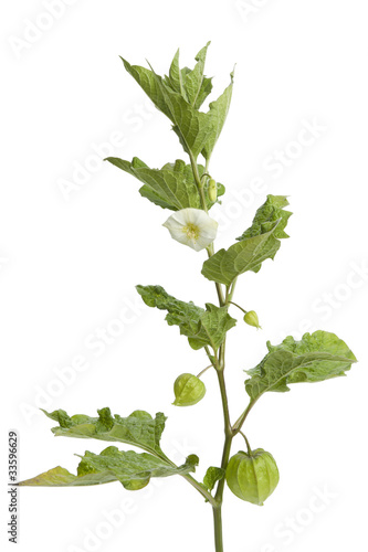 Twig of Physalis with flower,bud and lantern