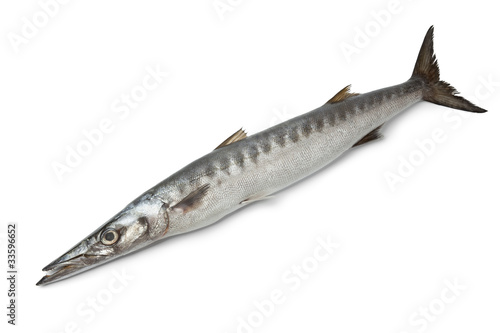 Canvastavla Whole single fresh Barracuda fish