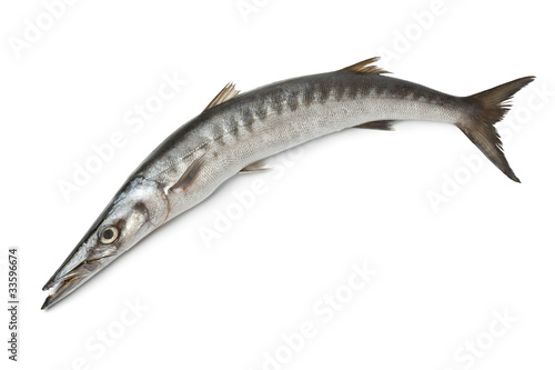 Whole single fresh Barracuda fish photo
