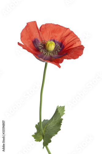 Fototapeta Naklejka Na Ścianę i Meble -  Red flowering Opium poppy
