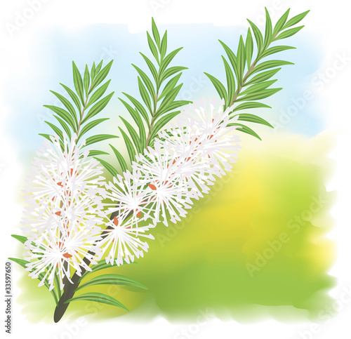 Melaleuca - tea tree.