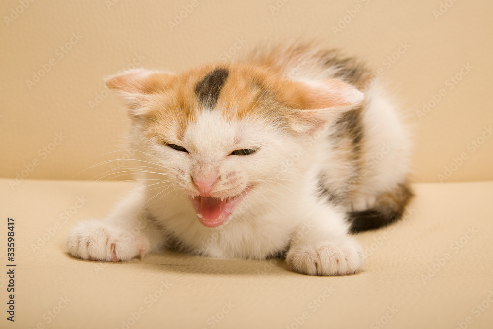 Kitten Kitten