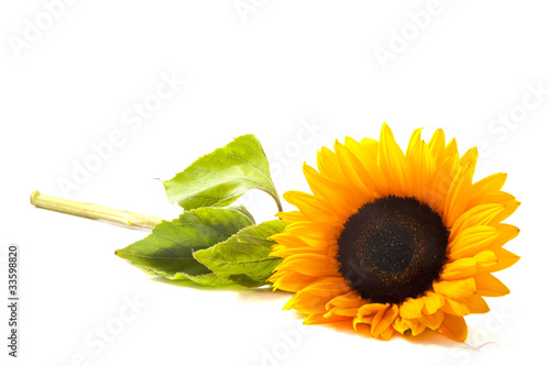 Sunny sunflower photo