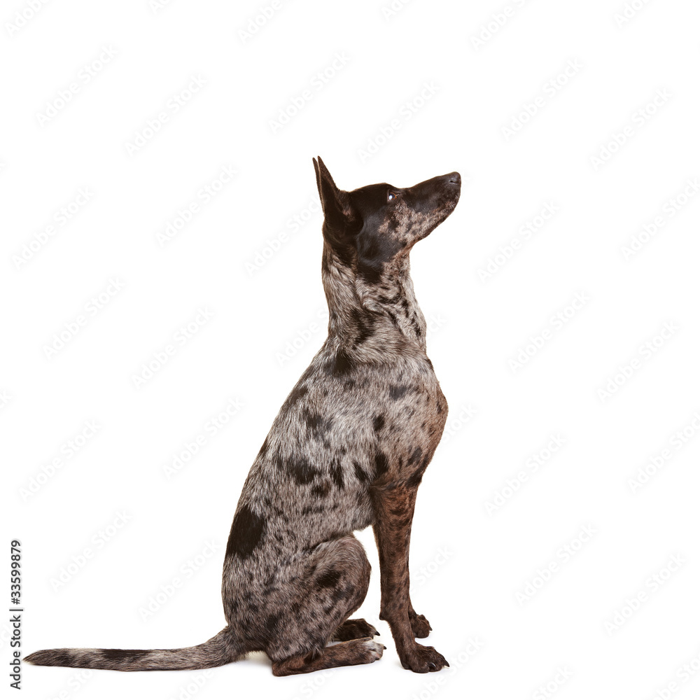 Aufmerksamer Hund lernt Kommando Sitz Aufmerksamer Hund lernt Kommando Sitz