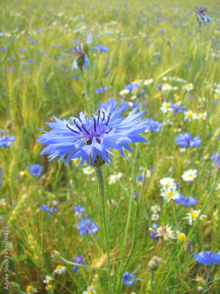 Beautiful blue cornflower(Centaurea cyanus) Beautiful blue cornflower(Centaurea cyanus)