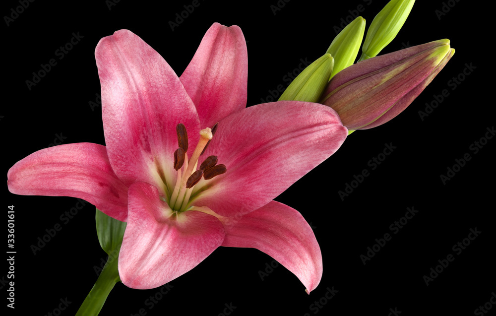 Blooming lily Blooming lily